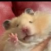 D4N13LGG4M3S profile